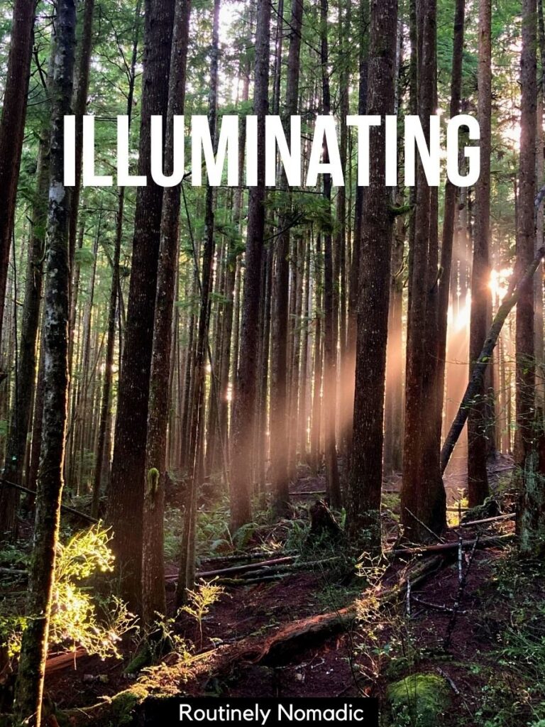 A ray of sun coming through the trees with a one word caption for nature photography on top that says illuminating