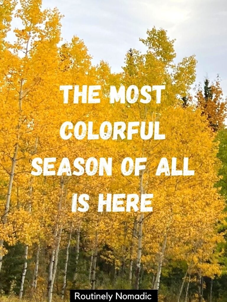 Yellow trees with a fall captions that reads the most colorful season of all is here