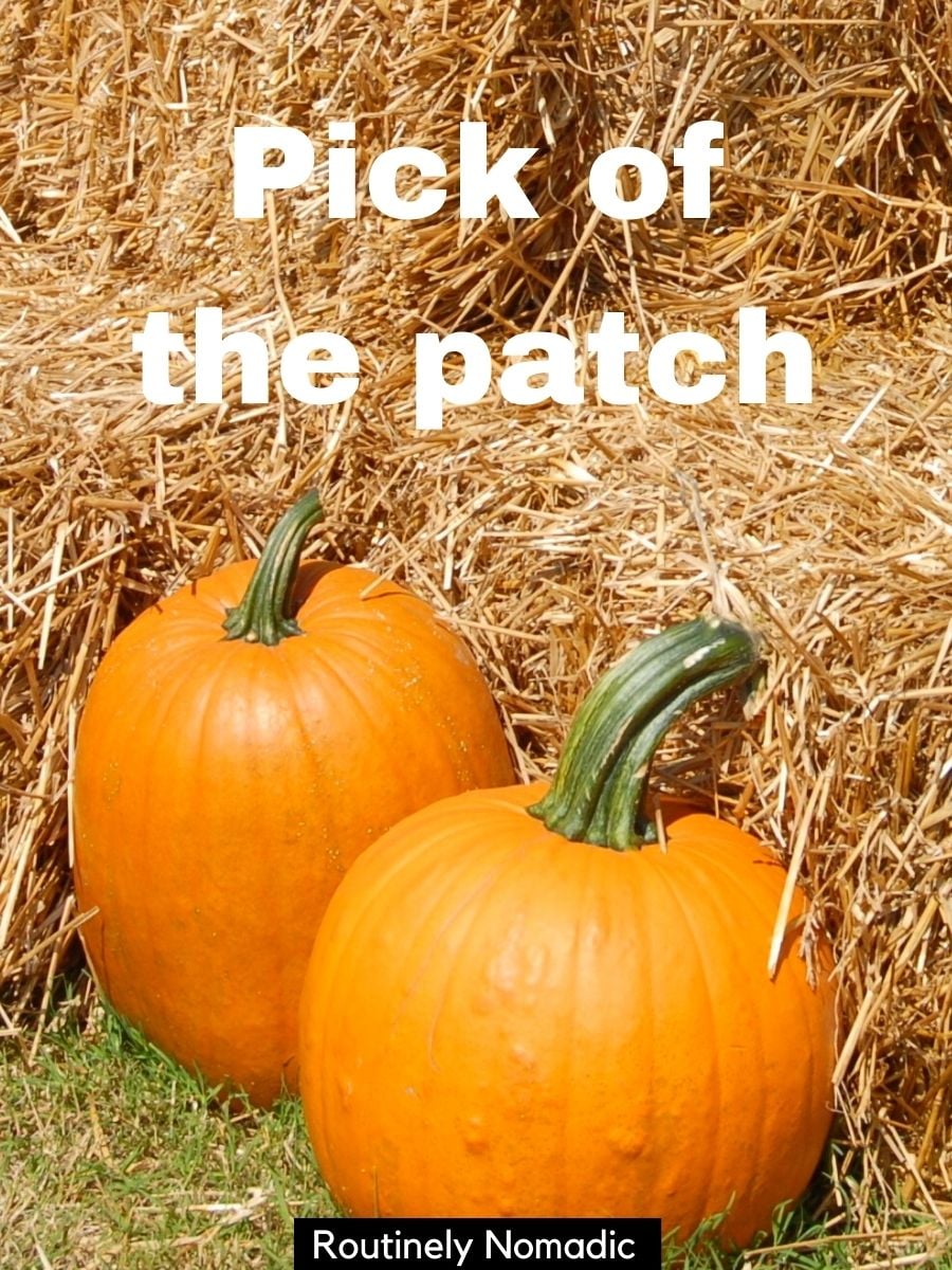 Enjoy a Fall Chuckle With the 225 Best Cute and Funny Pumpkin Puns ...