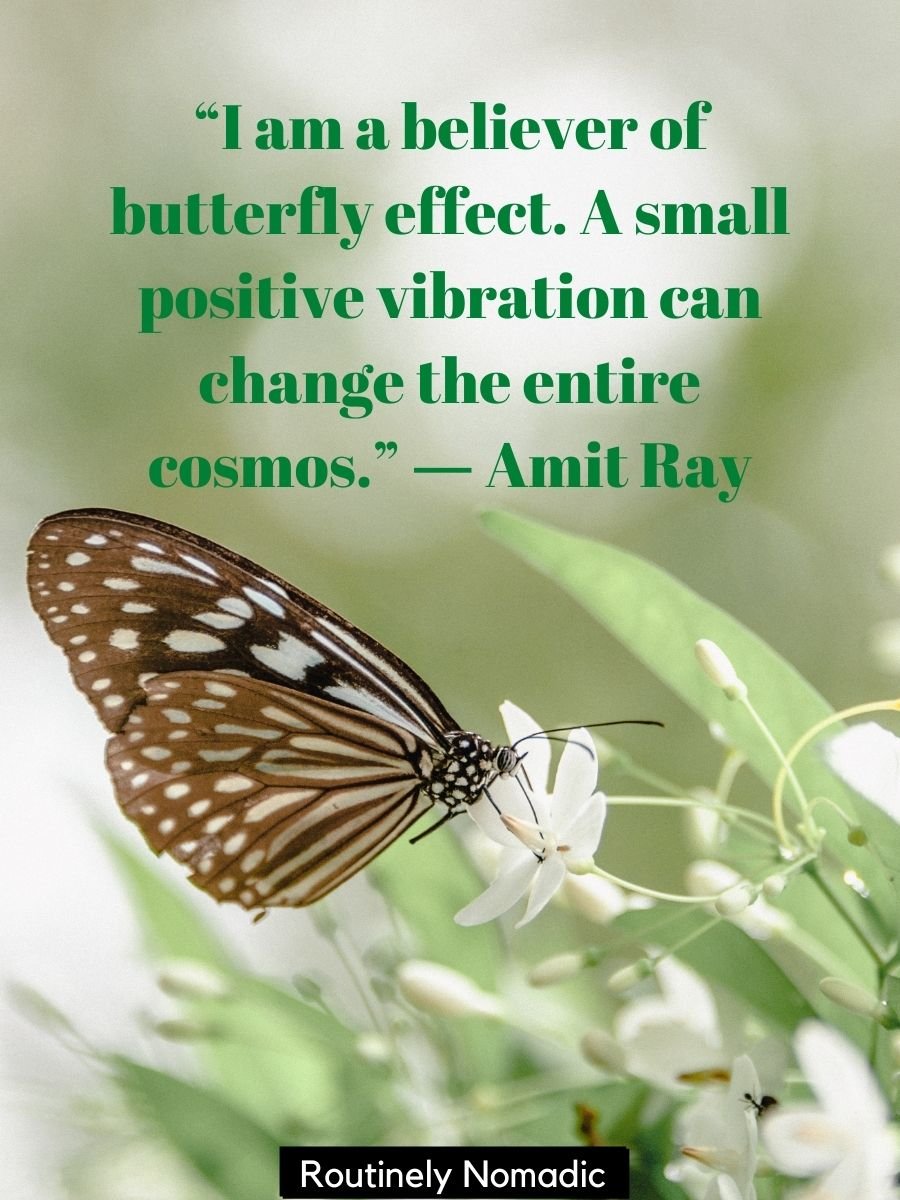 100 Inspring Short Butterfly Quotes for Instagram for When Beauty ...