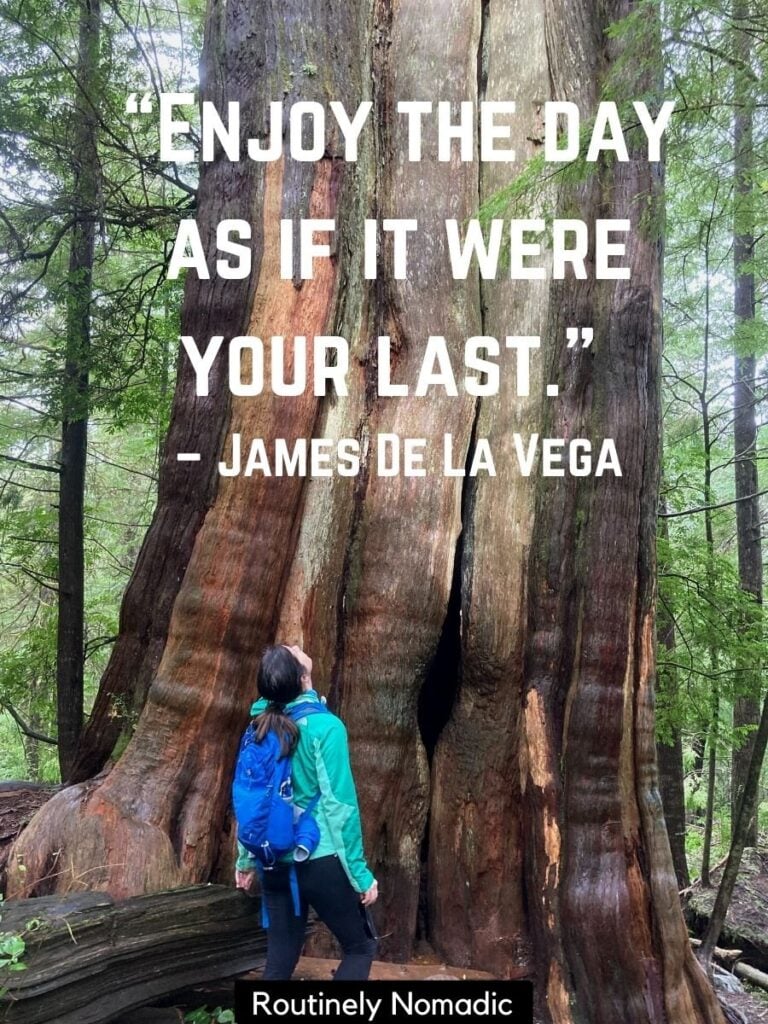 Person looking up at huge tree with enjoy your day quotes by James de la Vega