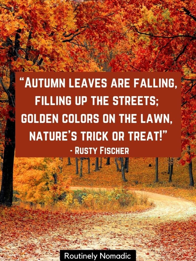 Fall trees along country road with funny cute quotes about fall by Fischer