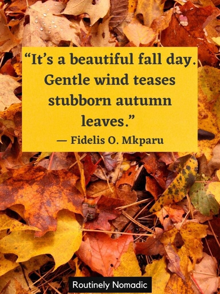 Fall leaves on ground with fall leaves quotes by Mkparu