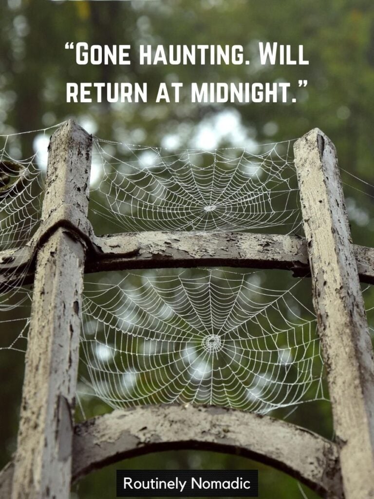Spiderwebs wtih Halloween sayings for signs