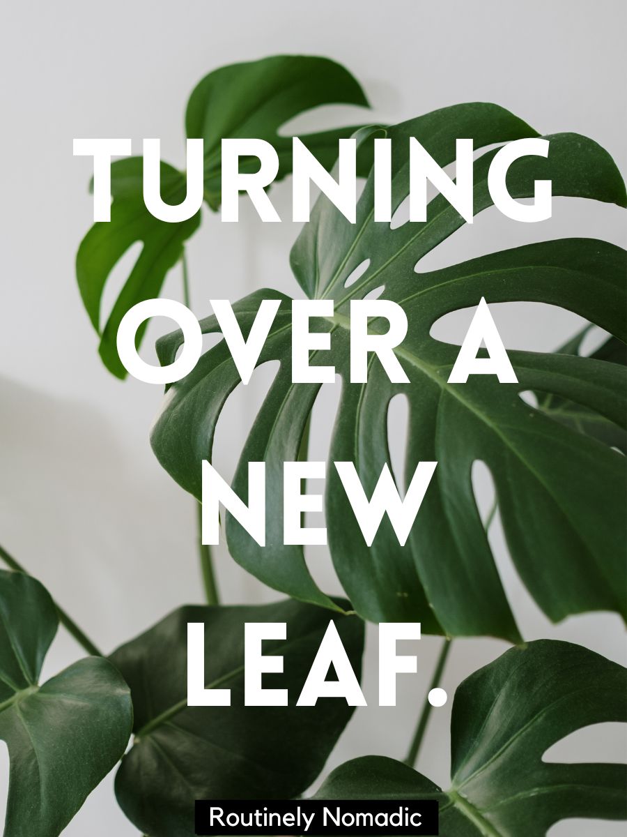 115-plant-captions-for-that-plant-mom-aesthetic-routinely-shares