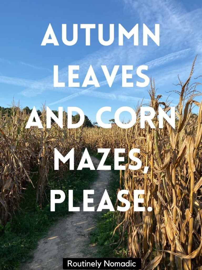 Corn with funny corn maze captions