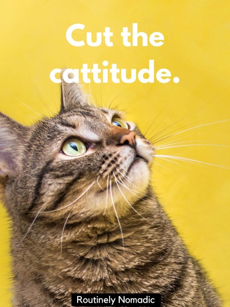 Cat with cat Instagram puns
