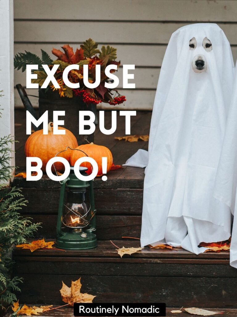 Ghost with funny ghost captions