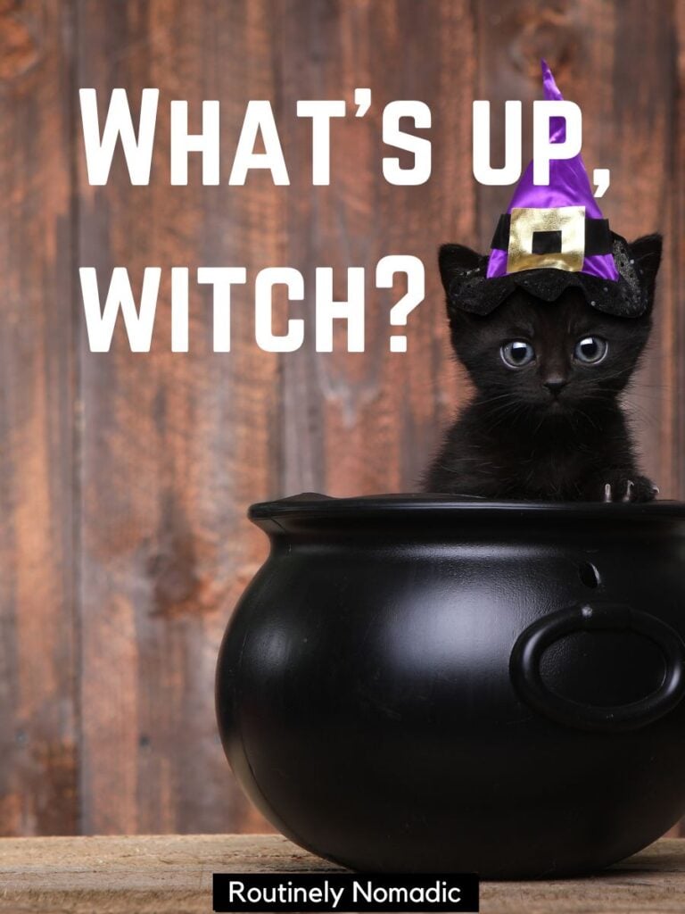 Black cat with short captions about witches puns