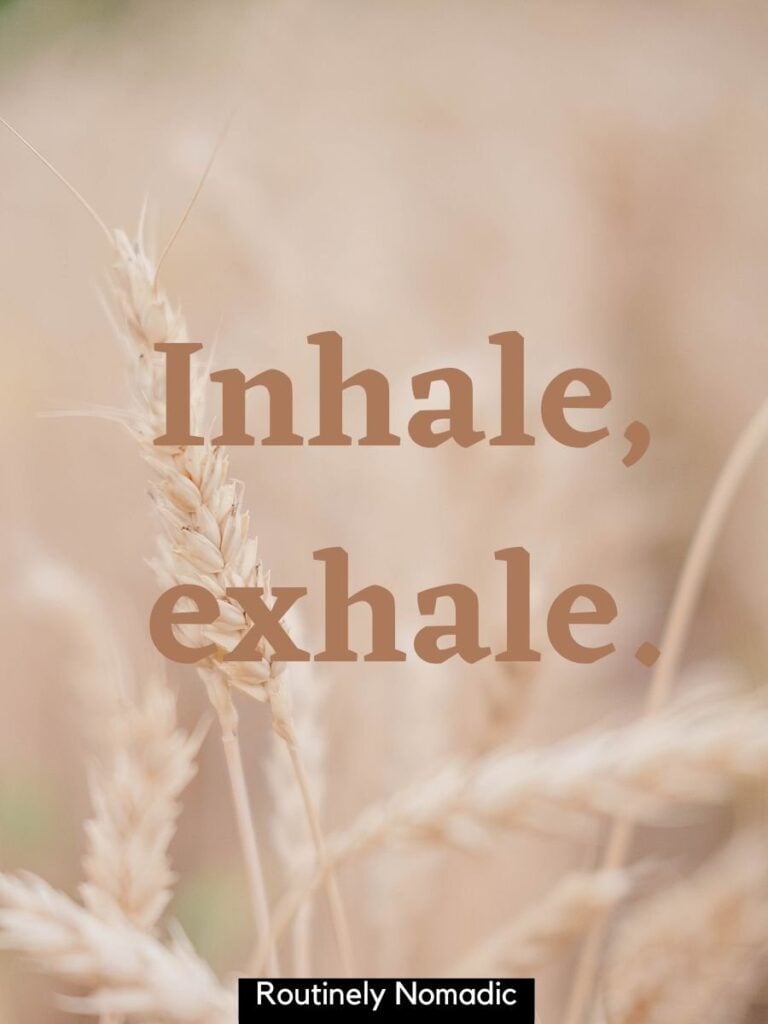 Plant witih aesthetic short insta captions