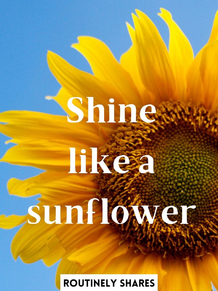 The 120 Best Sunflower Captions for Instagram to Brighten Your Life
