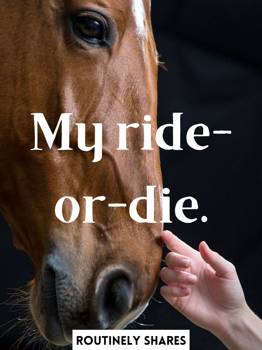 Giddyup With the 140 Best Horse Captions for Instagram Routinely Shares