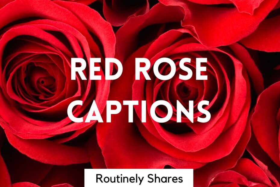 The words red rose captions