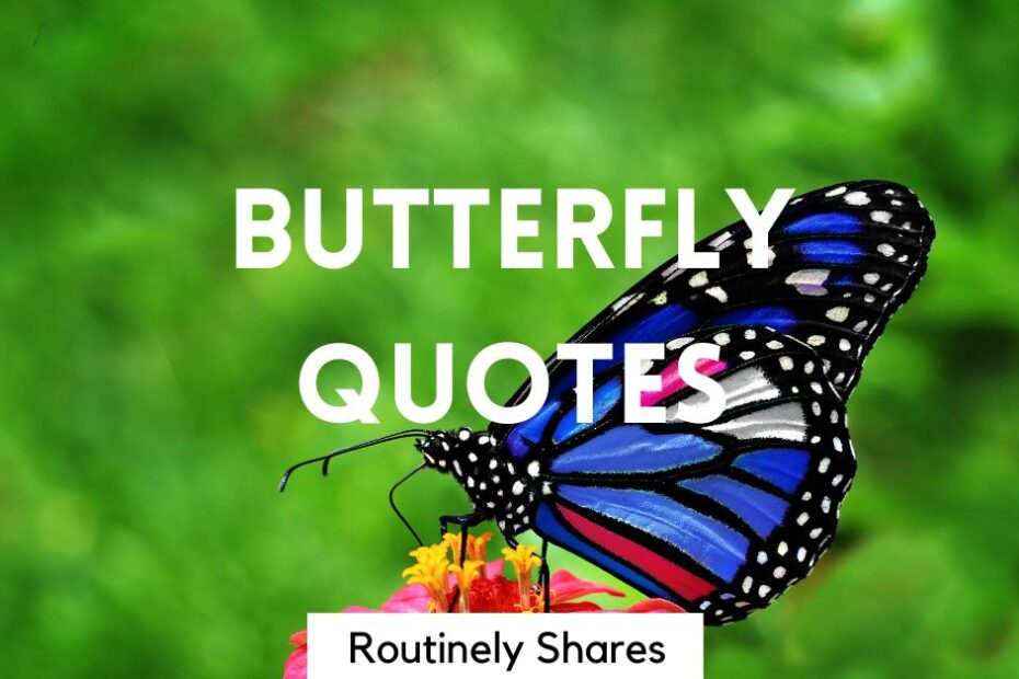 The words butterly quotes