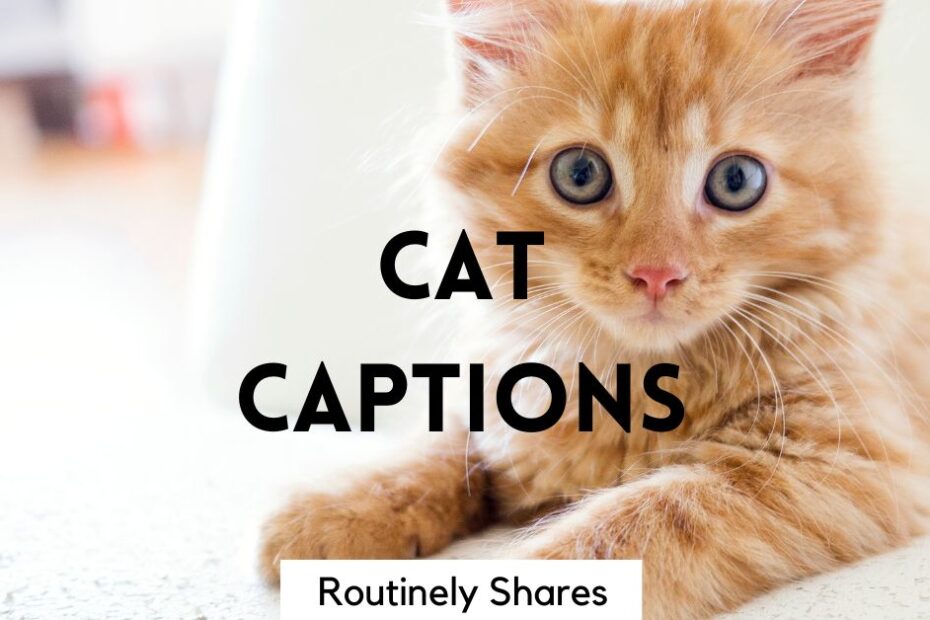 The words cat captions