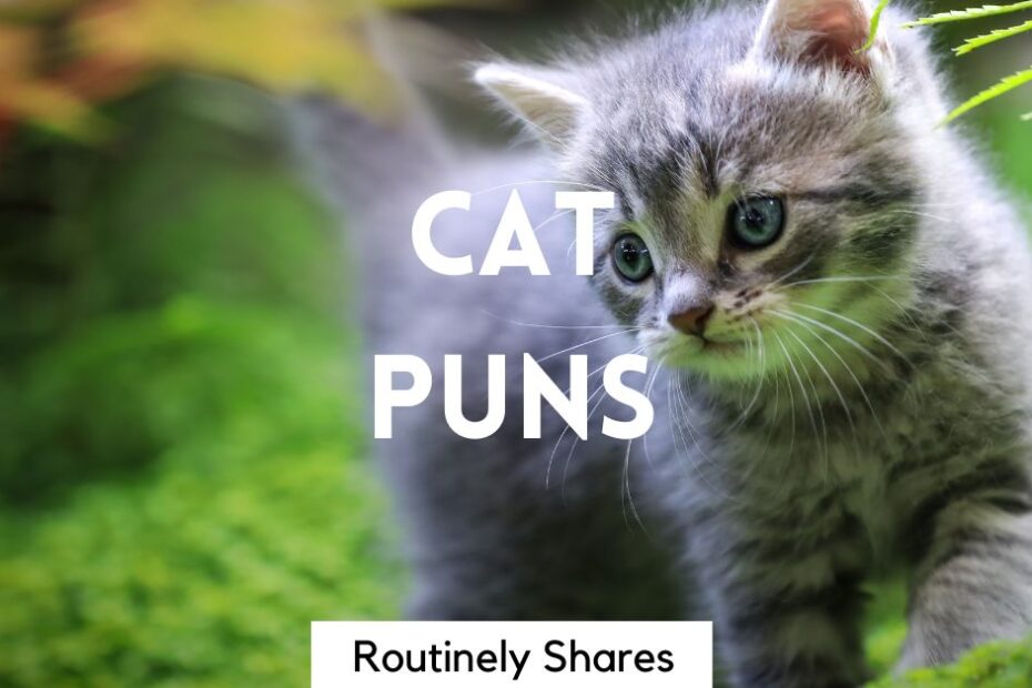 The words cat puns