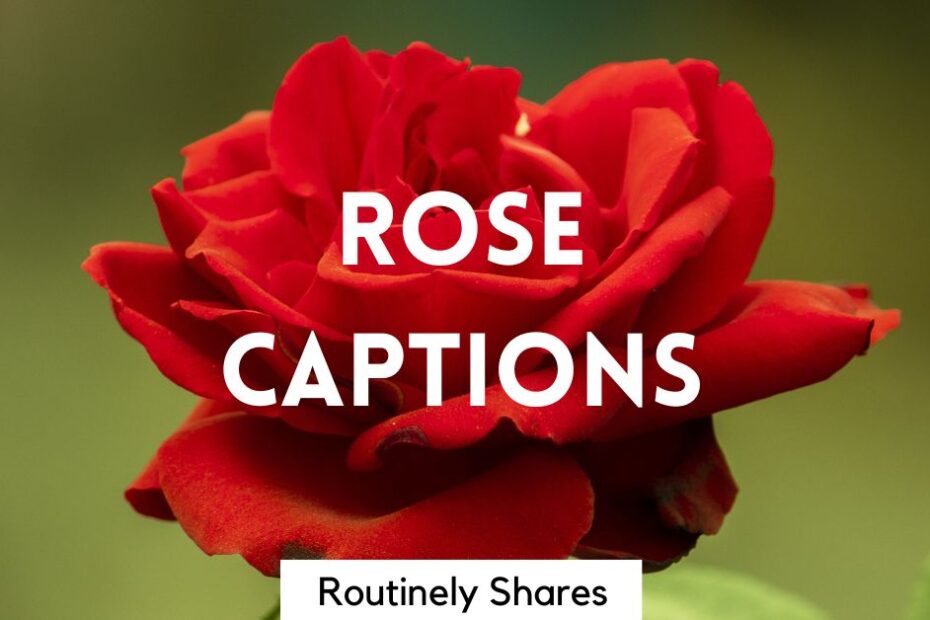 The words rose captions
