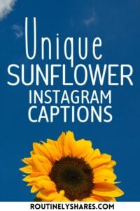 Sunflower captions